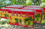 精選麻豆文旦 10 斤裝 - 6 箱組伴手禮